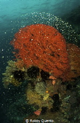 Roses of the sea by Robby Quento 